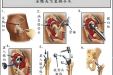【健康科普】人工髋关节置换术：为磨损的髋关节按下“重启键”